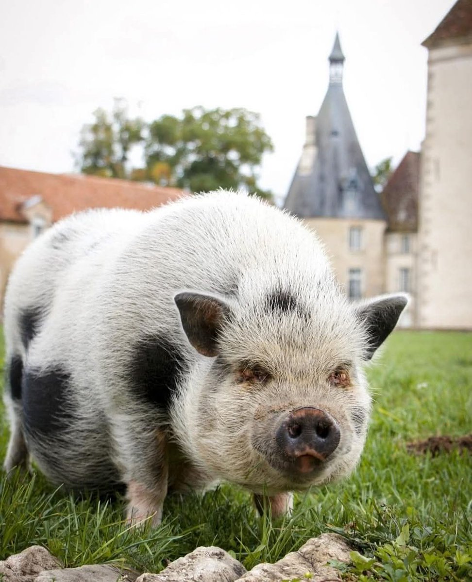 Château de Commarin tweet media
