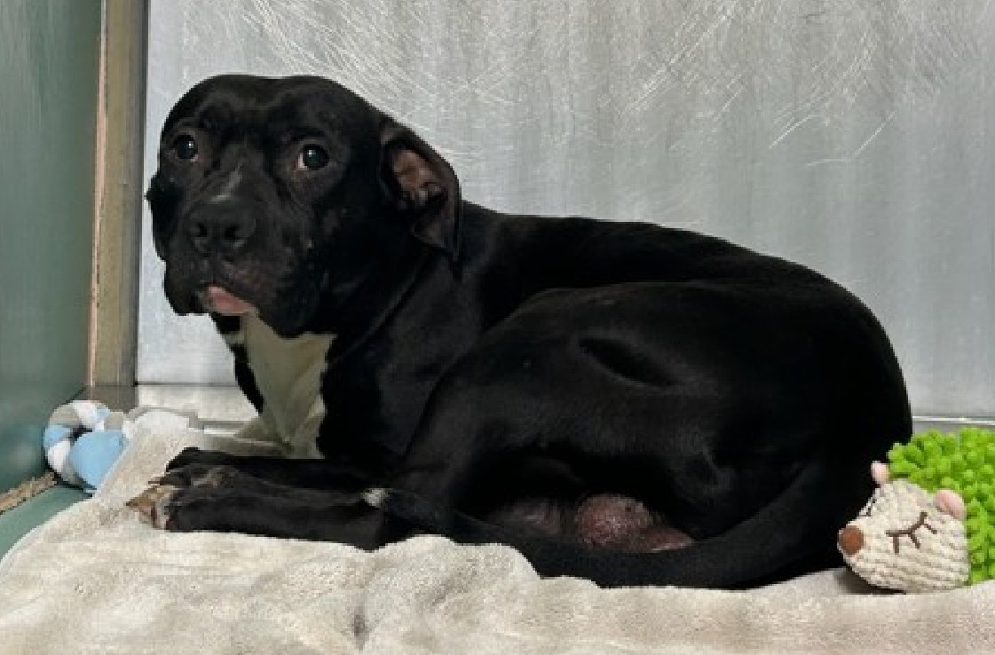 NMBewitched's tweet image. Harlem💔🎯
New Dog on the Block 
nycacc.app/#/browse/251508 
Rescue only 
#FosterMe 
#Pledge4Rescue 
 
Harlem is terrified😰
Trembles &amp;amp; tries to shrink into the back of his cage 

Let's be Blunt 
#BlackDog #PittieSeal  
At 2yrs old he will be a target by a government facility that