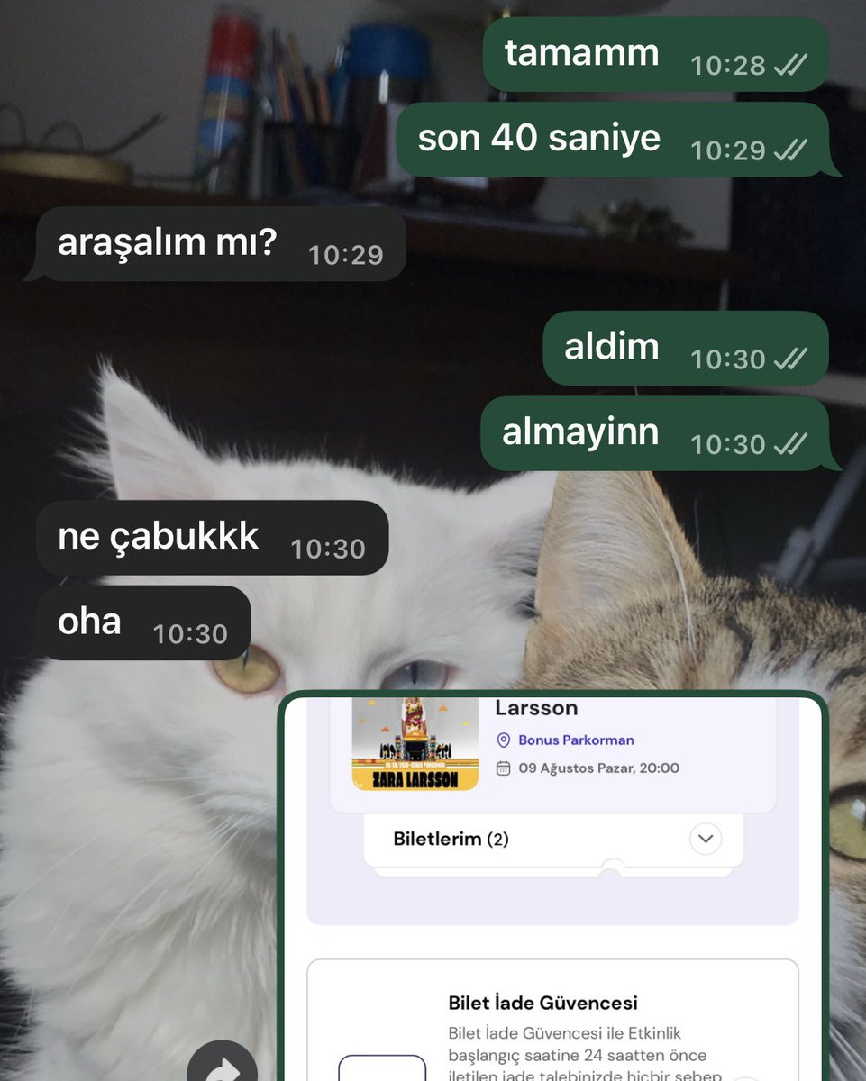 shelby the magical beer wizard tweet media