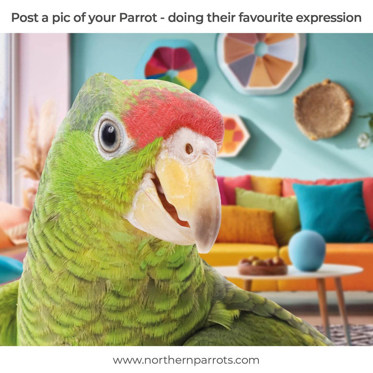NorthernParrots's tweet photo. #postapic https://t.co/7EQb7MinrE