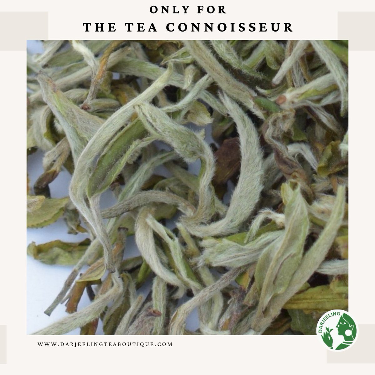 DARJEELING TEA BOUTIQUE tweet media