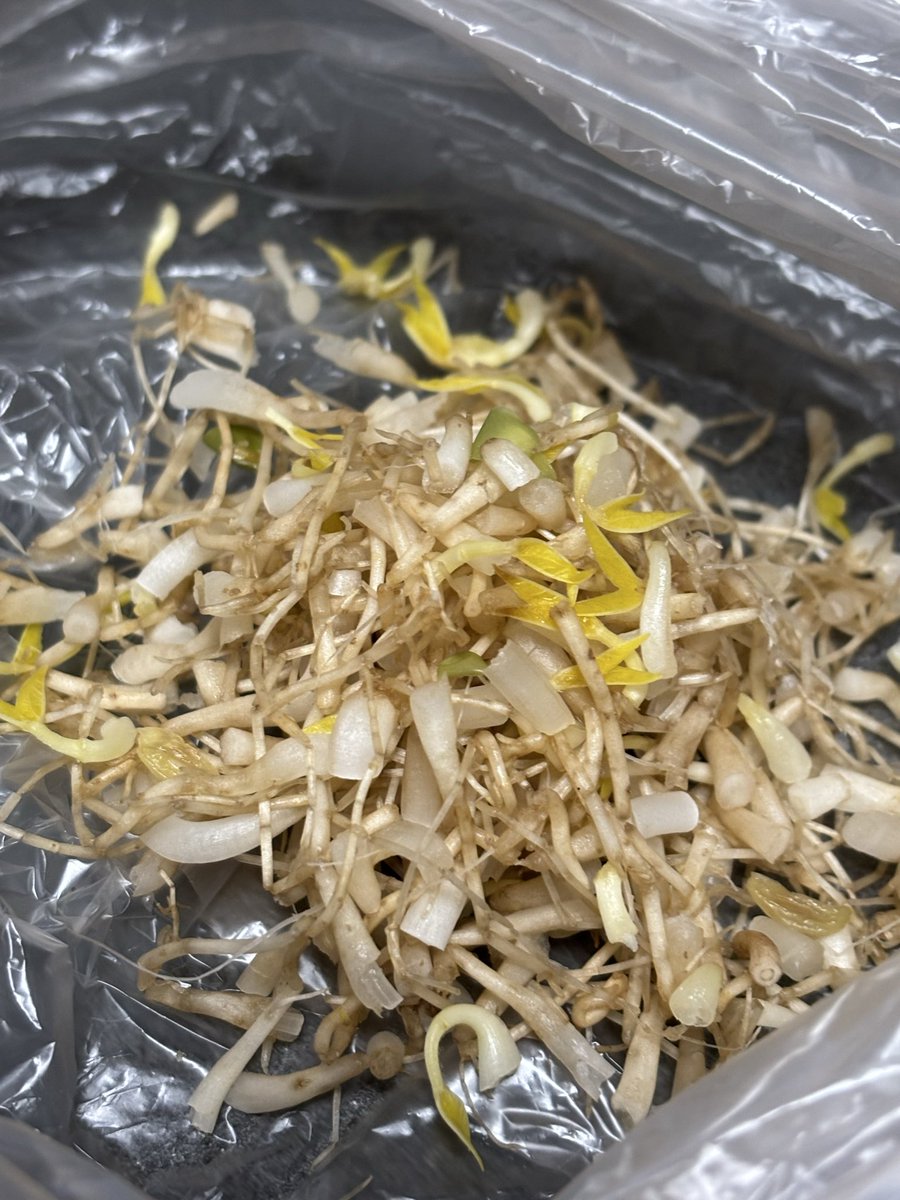 モヤシのヒゲ根を一度でも取ったら、取った後のカスを見たら、もう元の生活には戻れない……お腹空いたのにチマチマ取ってる時間は虚無