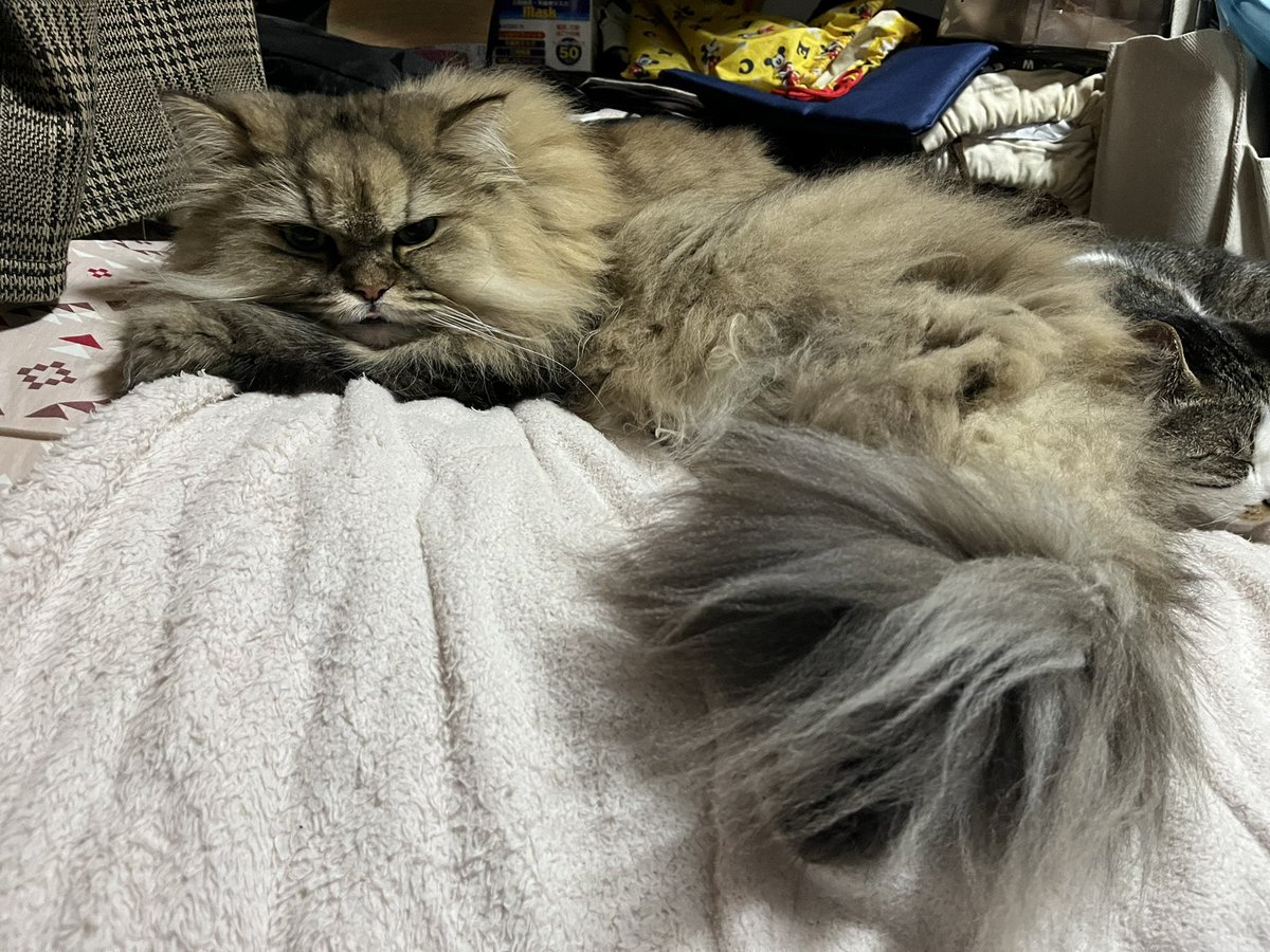 まりもっこり tweet media