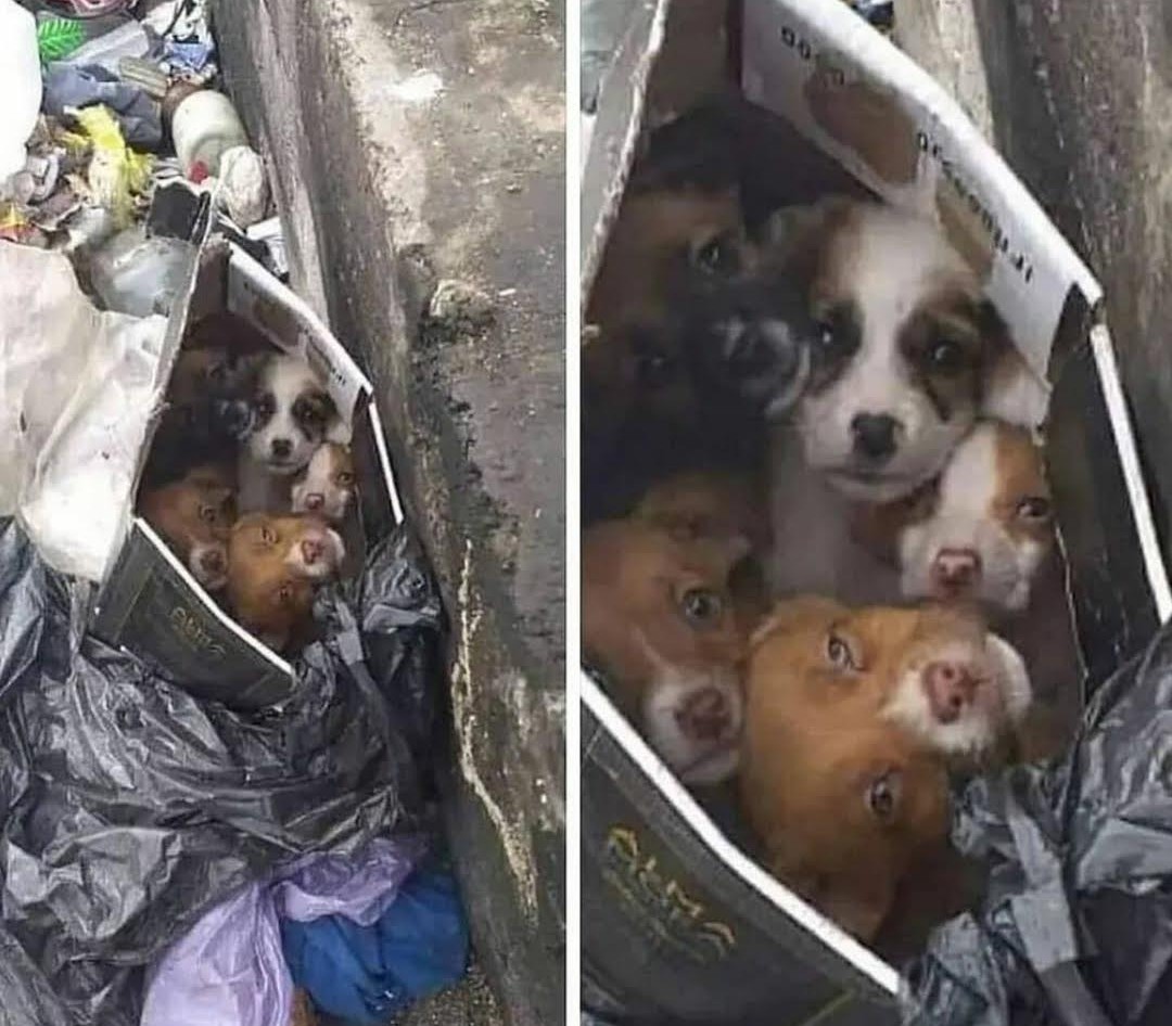 PerroUsuario Wof '•' tweet media