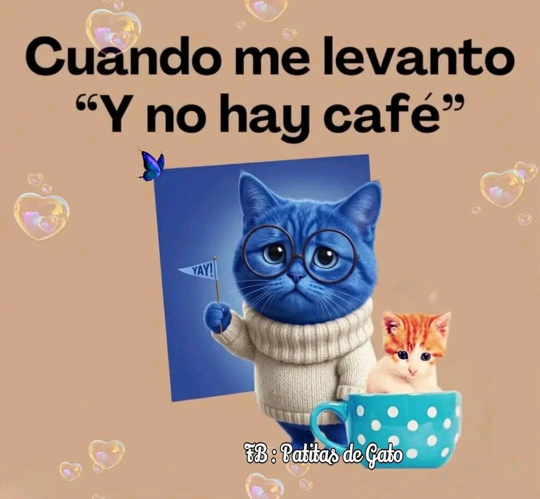 Tio Felino (Leo) tweet media