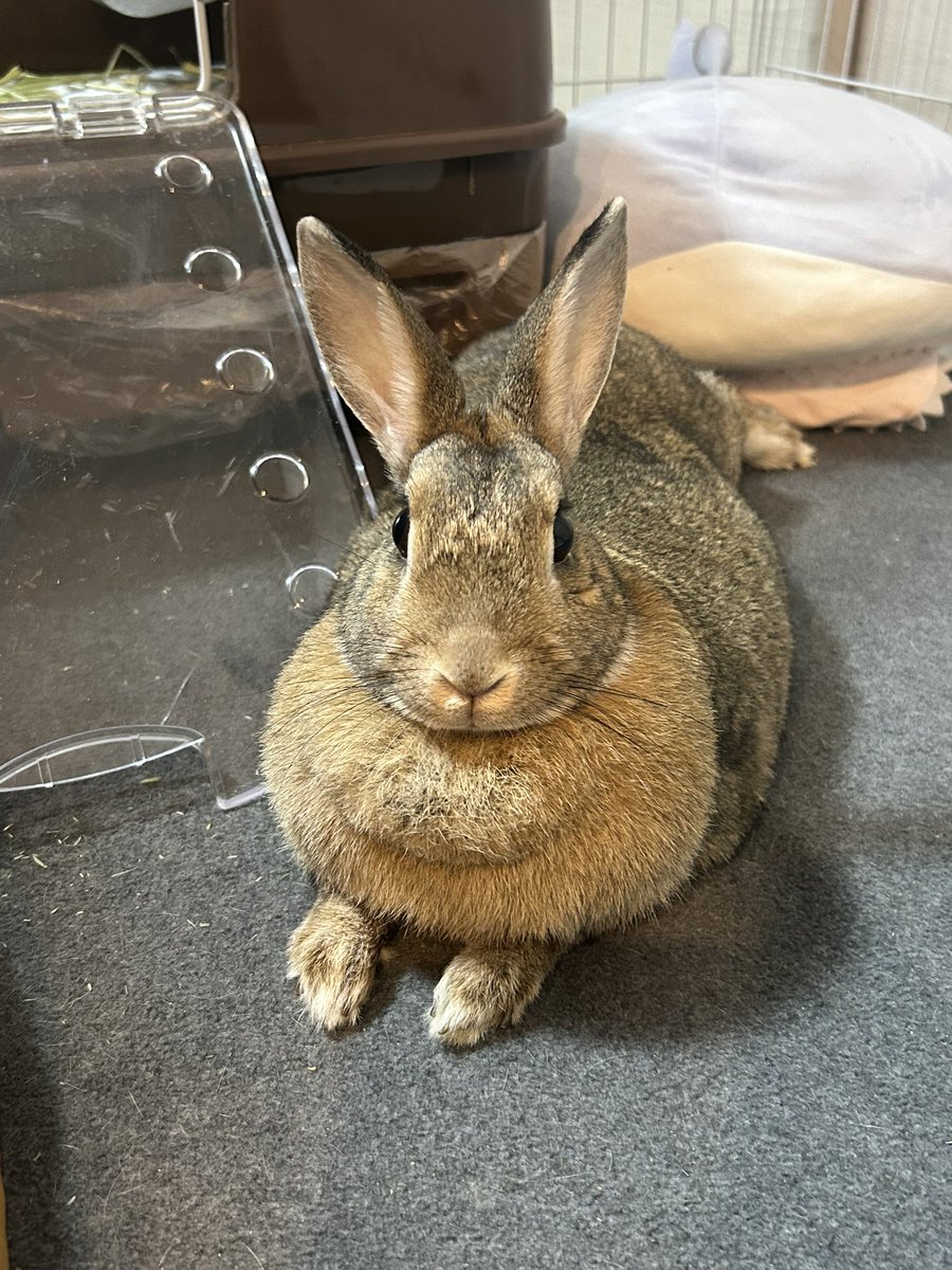 うさぎさんがいる暮らし
プライスレス