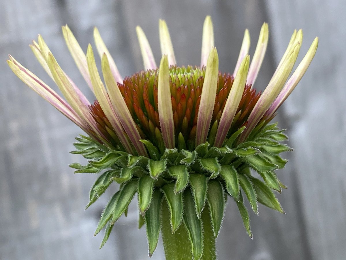 artbywitch's tweet image. #echinacea