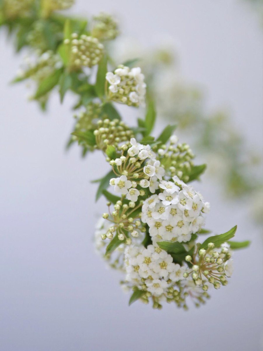 Tristan Guerin tweet media