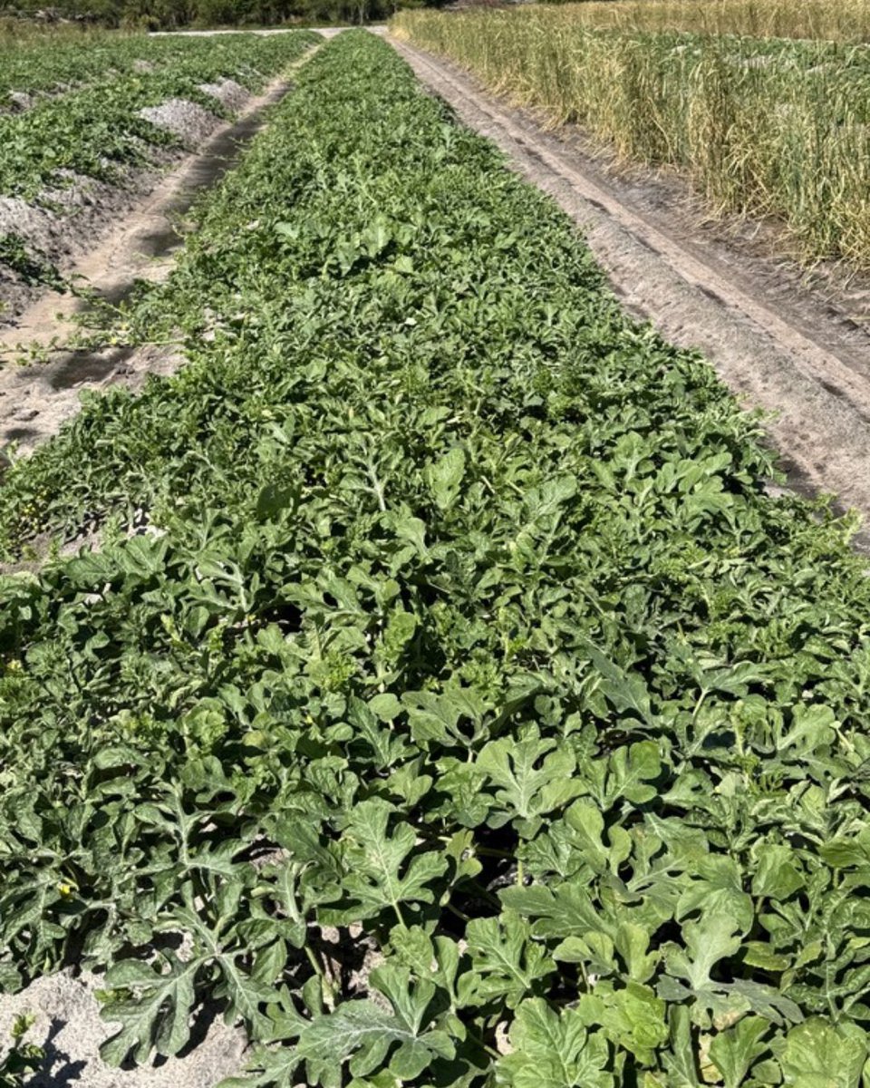 HowardFert's tweet photo. Things are shaping up really good for watermelon season in South Florida! 🍉

Even with a freeze earlier this season vines are running strong and plants are doing well. Farmers are just a few weeks out from harvest, and we are looking forward to a solid crop this year. https://t.co/YLa8UprCPS