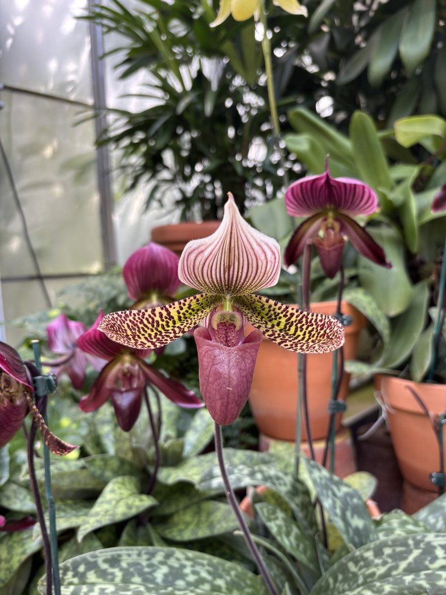 Lipstick & Heels tweet media