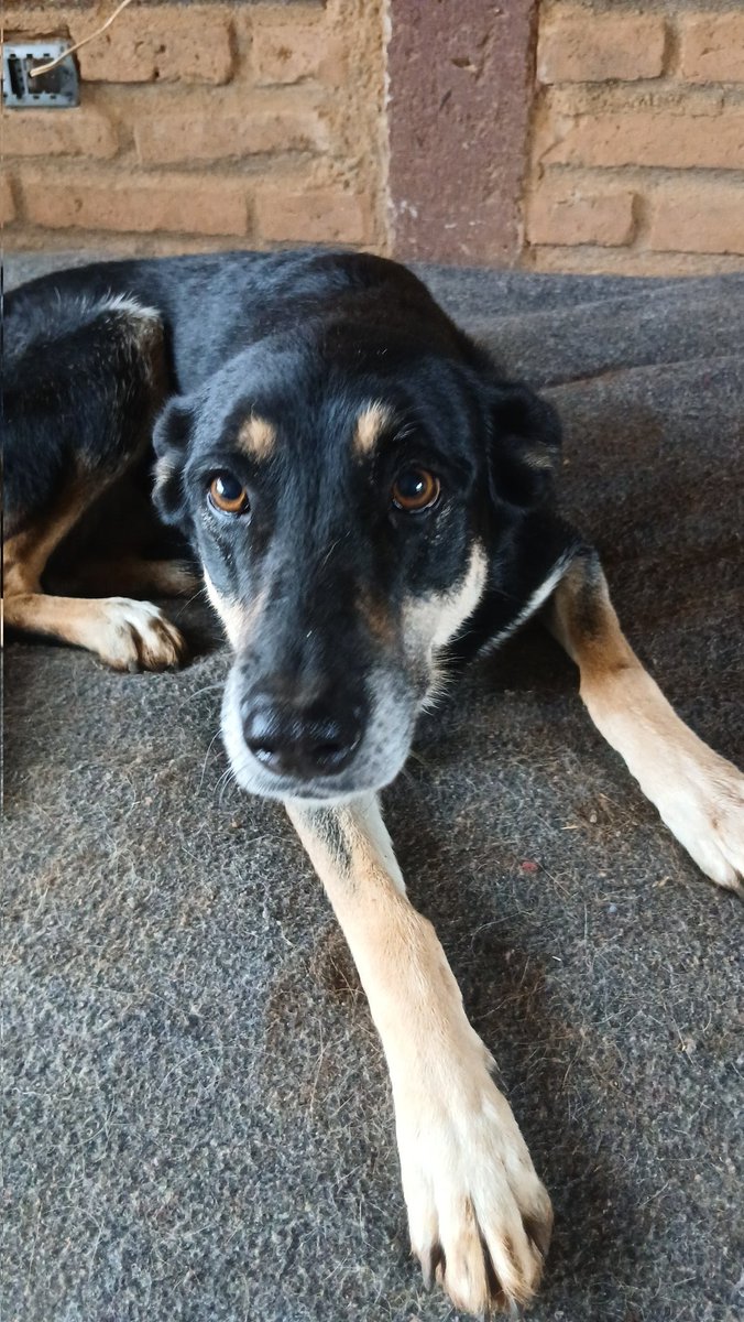 Santuariofucanchile #sintinosepuede tweet media