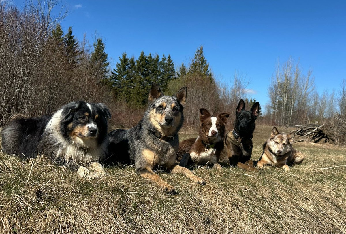 RhapsodyBarks tweet media