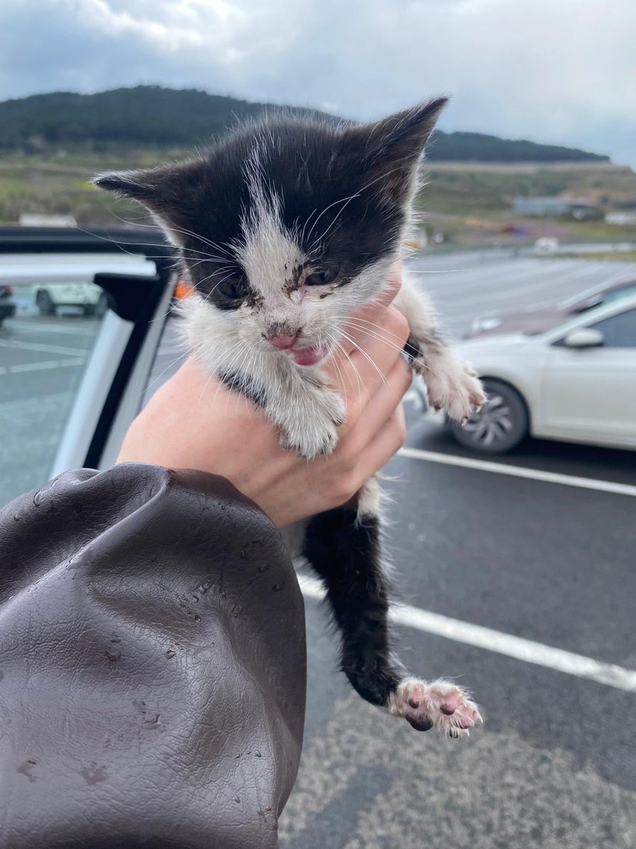 sokak hayvanlarına destek tweet media