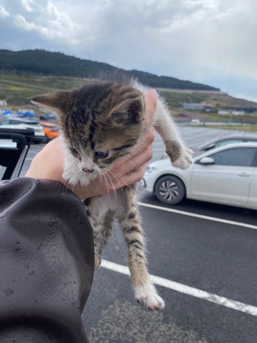 sokak hayvanlarına destek tweet media