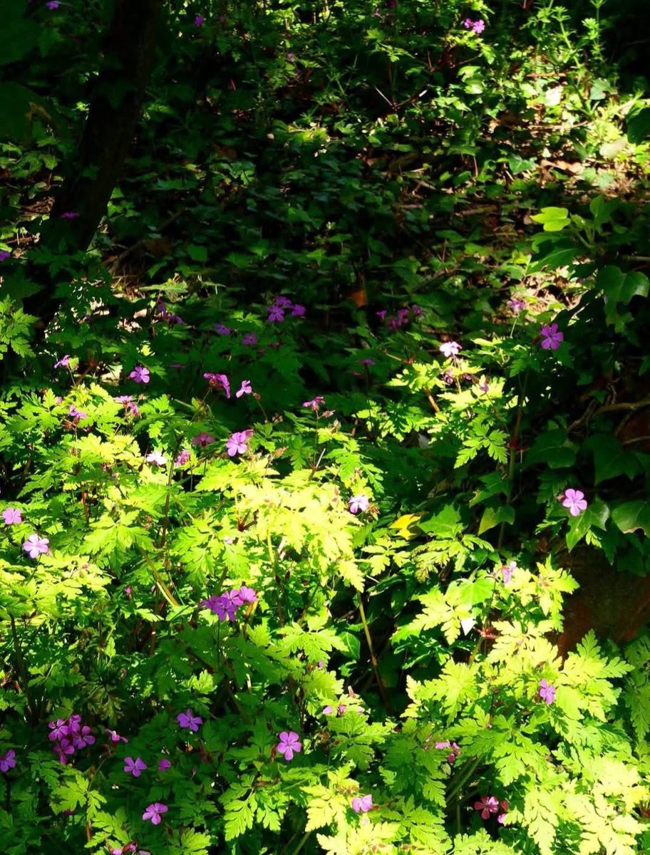 ACHUB PENRHOS / SAVE PENRHOS NATURE RESERVE 🍃💚🍃 tweet media