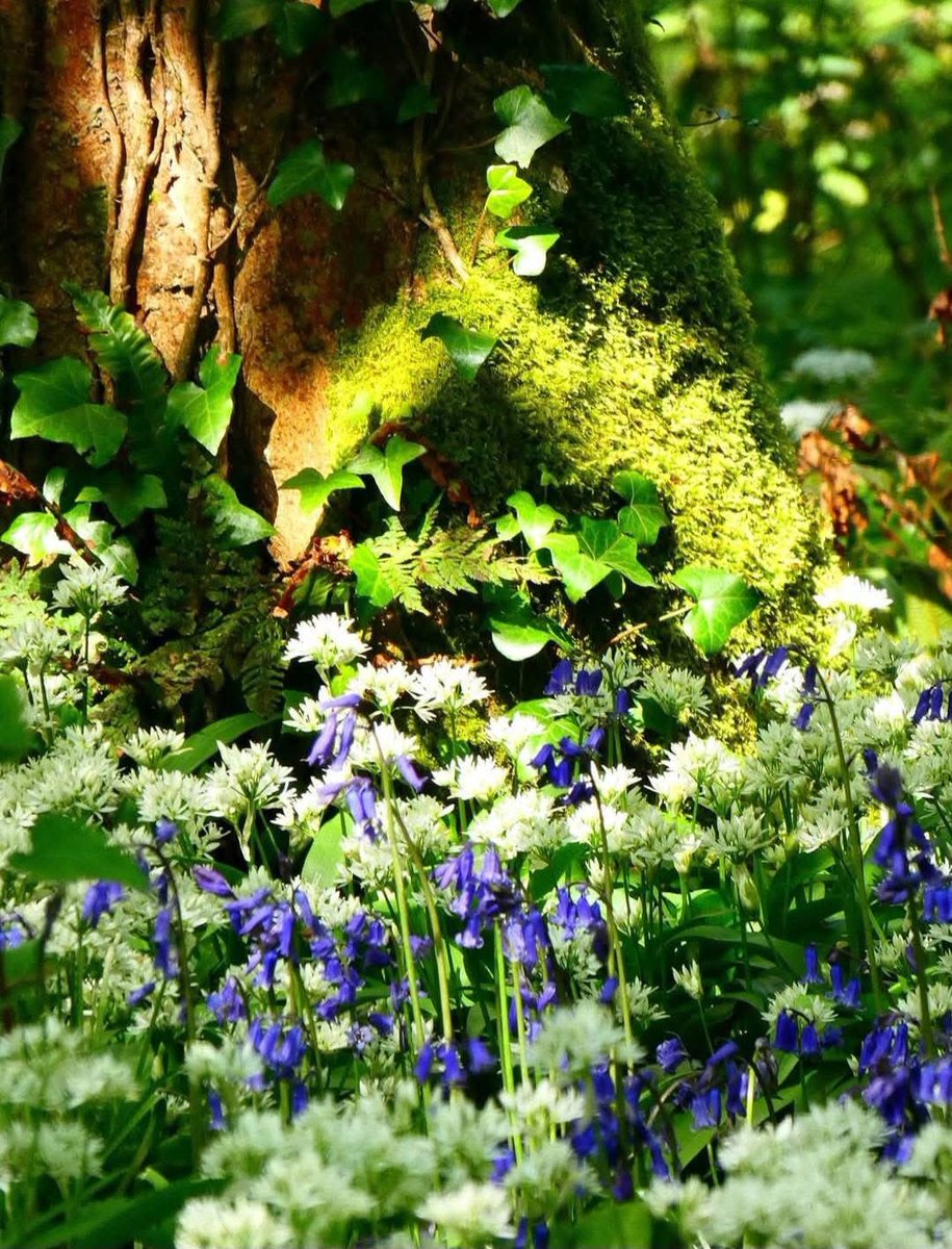 ACHUB PENRHOS / SAVE PENRHOS NATURE RESERVE 🍃💚🍃 tweet media