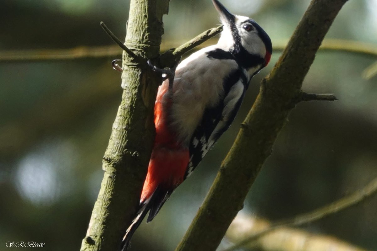 ACHUB PENRHOS / SAVE PENRHOS NATURE RESERVE 🍃💚🍃 tweet media