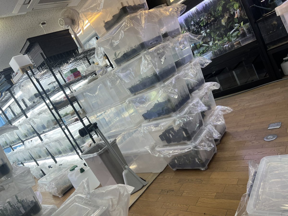 Kazuto☆大٩(ˊᗜˋ*)و阪☆ tweet media