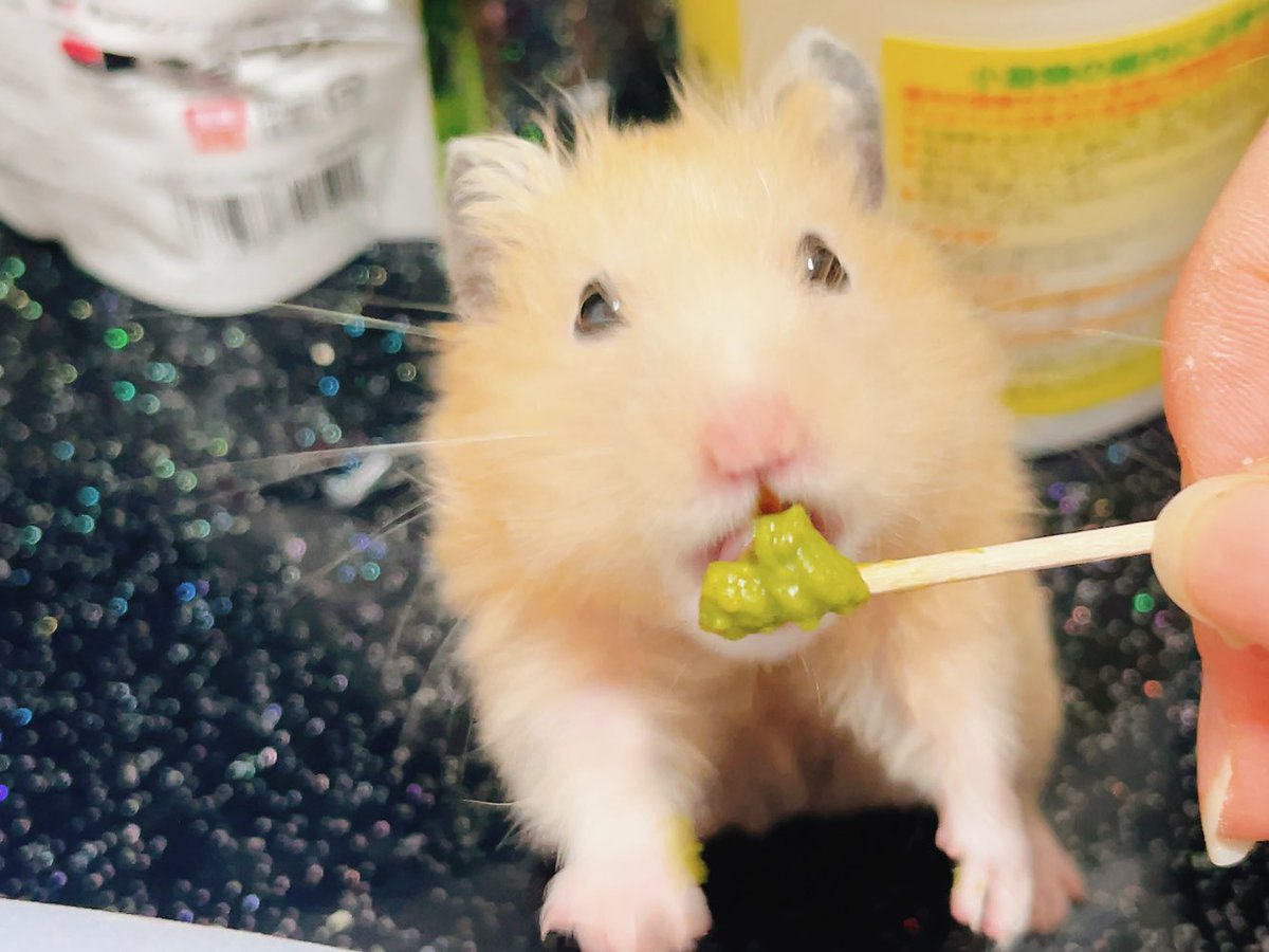 キースのおうち🐹🐁🐈 tweet media