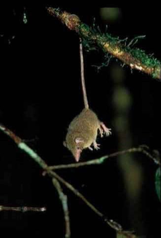 🦎Visceral🪶 (Tomistoma enjoyer🐊) tweet media