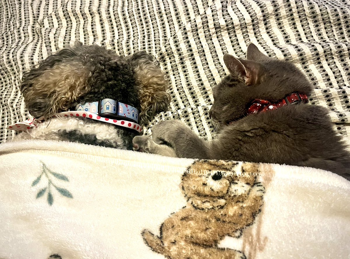 Malcolm_theCat's tweet image. Friends! It’s raining again and Mum has been working so Baby Dog and I snuck upstairs for a cheeky nap. I can’t believe the Triplets have allowed us to get away with it without disturbing us! ❤️ #catsanddogs