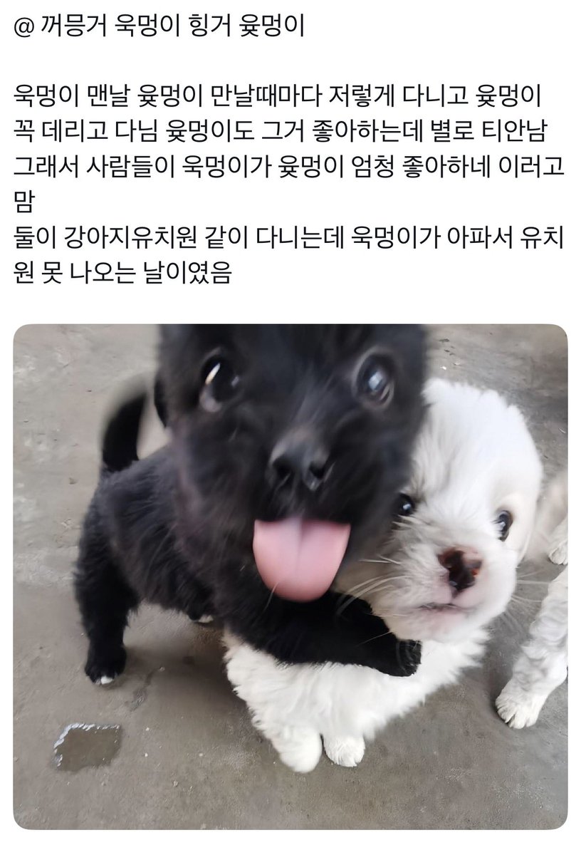 duckkuj's tweet photo. 강아지욱청 https://t.co/v8b0C123BY