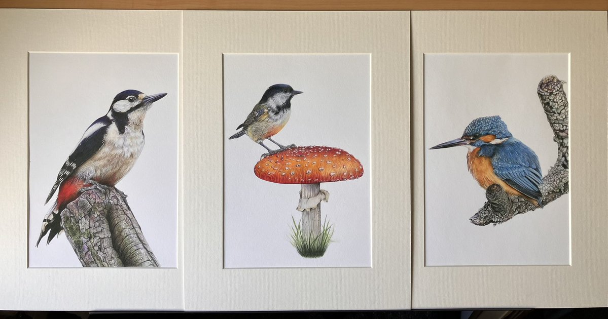 studio22artz's tweet image. These giclee prints have now been added to my website. I’d also like to put in a new card order soon for my newest drawings, but I can’t afford to do that until I have made enough to cover the upfront printing costs. #art #drawing #birds