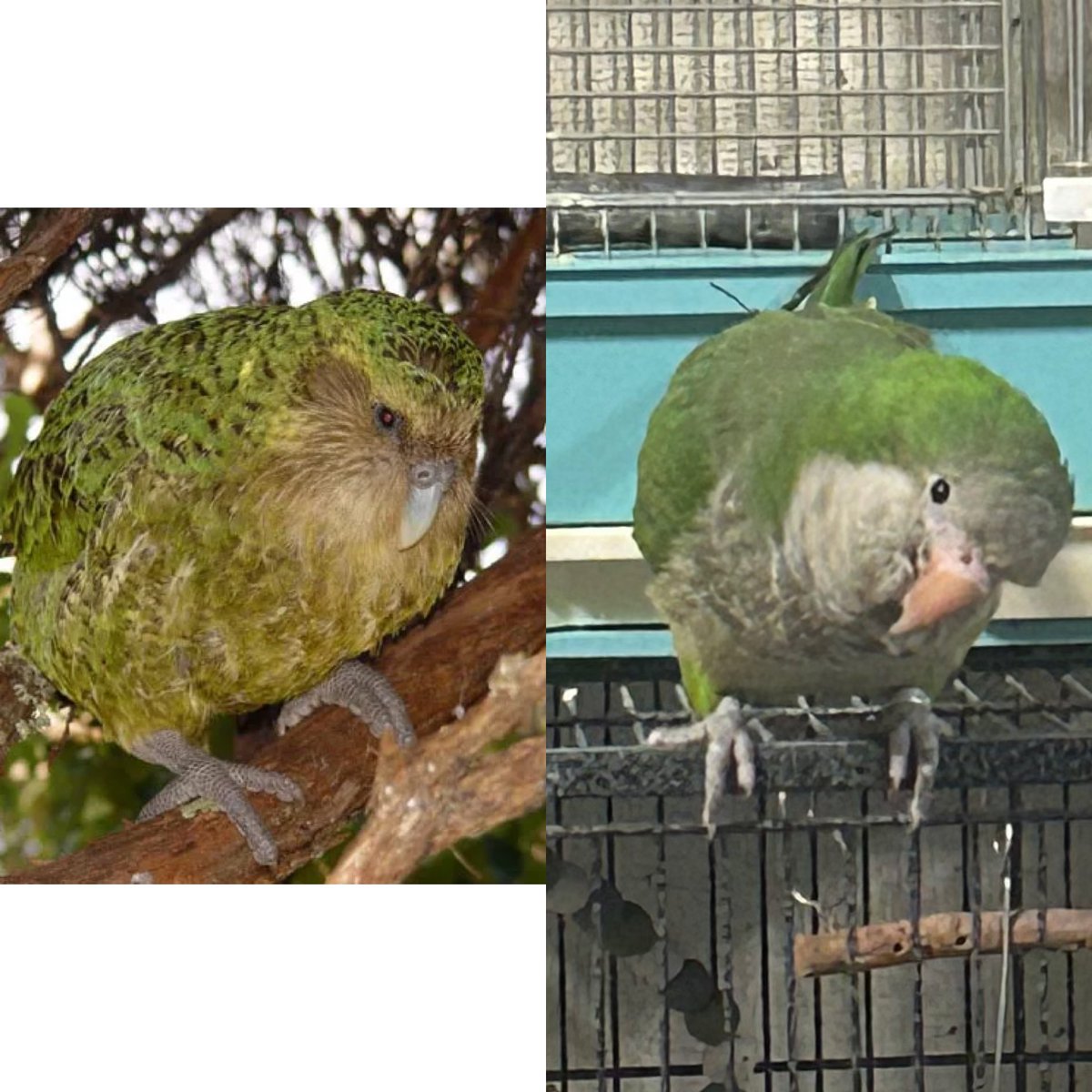 これはカカポですか？いいえ、これはカカポではありません。オキナインコです。