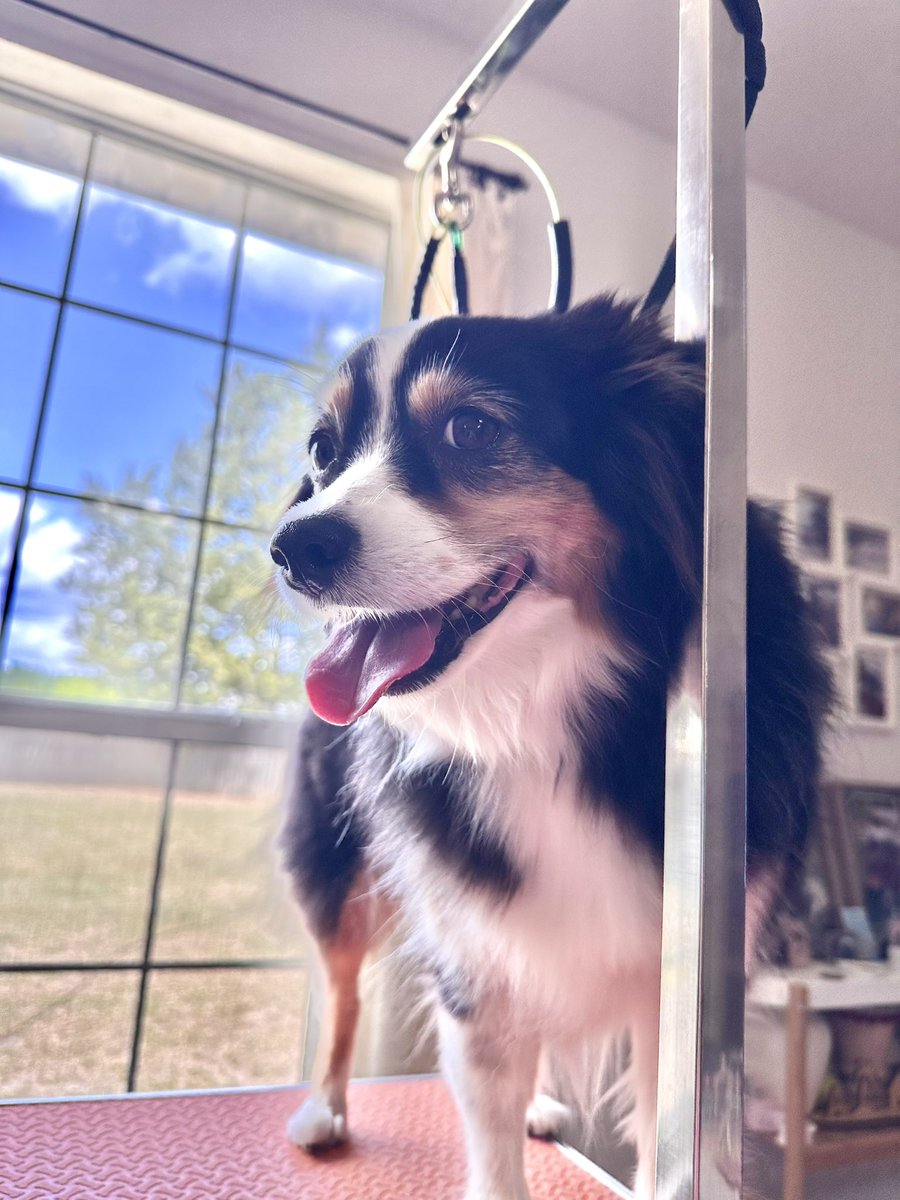 Shampoo day🛁
Hannah→10.6kg(23.37lb)
Ella→12.1kg(26.6lb)

ハンナの病気が発症してからほんの少しご飯の量を増やしてるけどなかなか体重が増えない。
代わりにエラの体重が12kg超えた🤣

#bathday 
#hannahandellalove 
#おうちトリミング