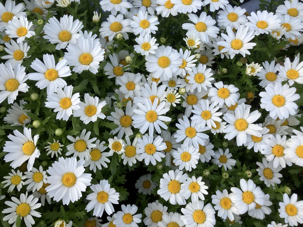 Marguerites in a Flower Bed
#marguerite
