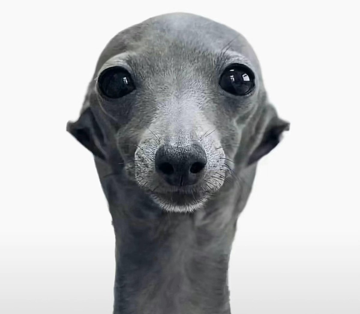 FRAnkgrankest tweet media