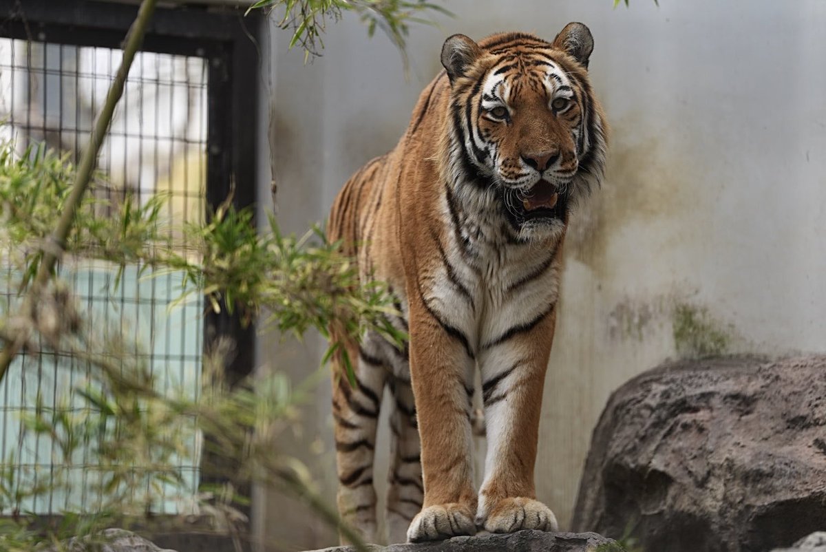 しろねこ tweet media