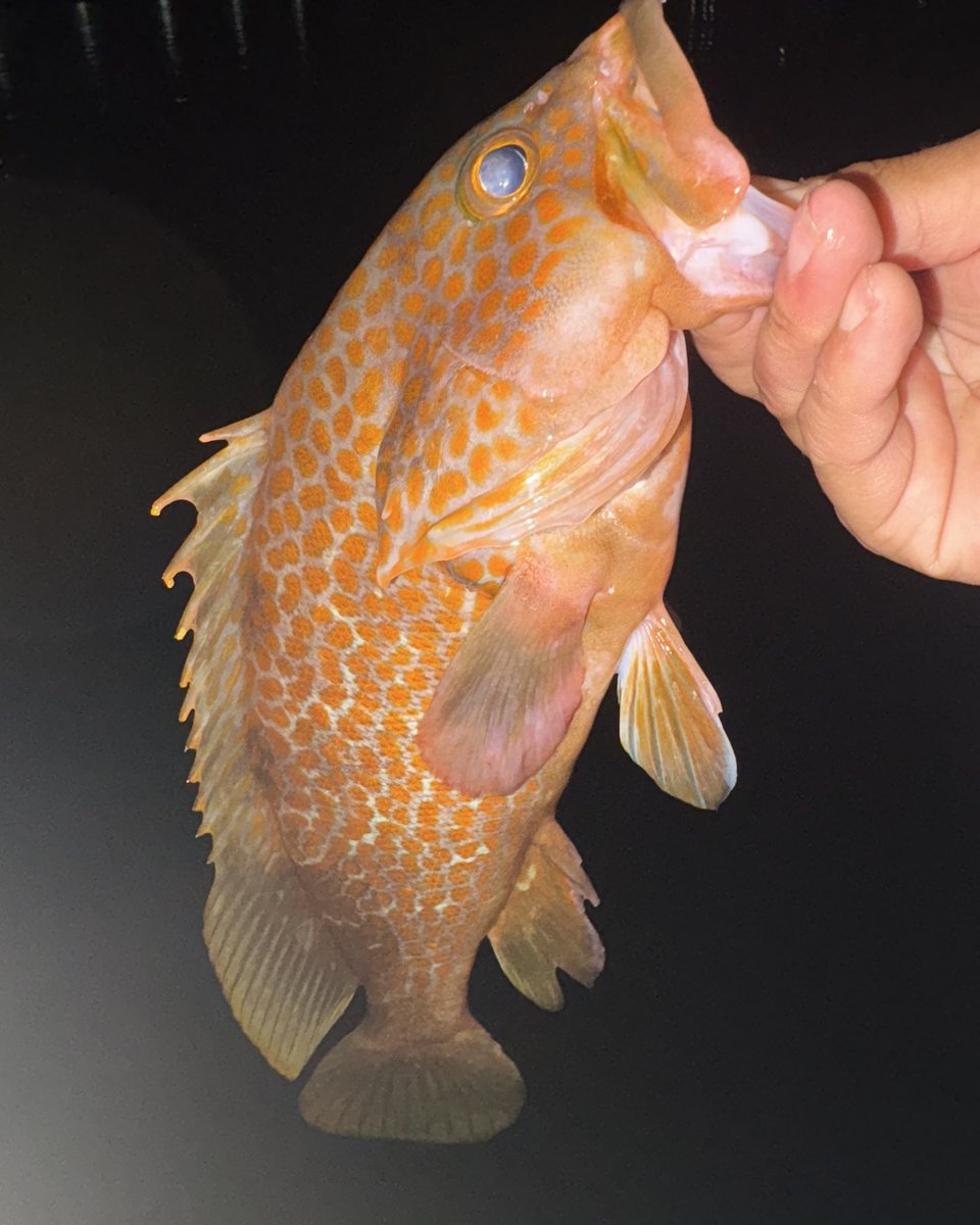 あゆし tweet media