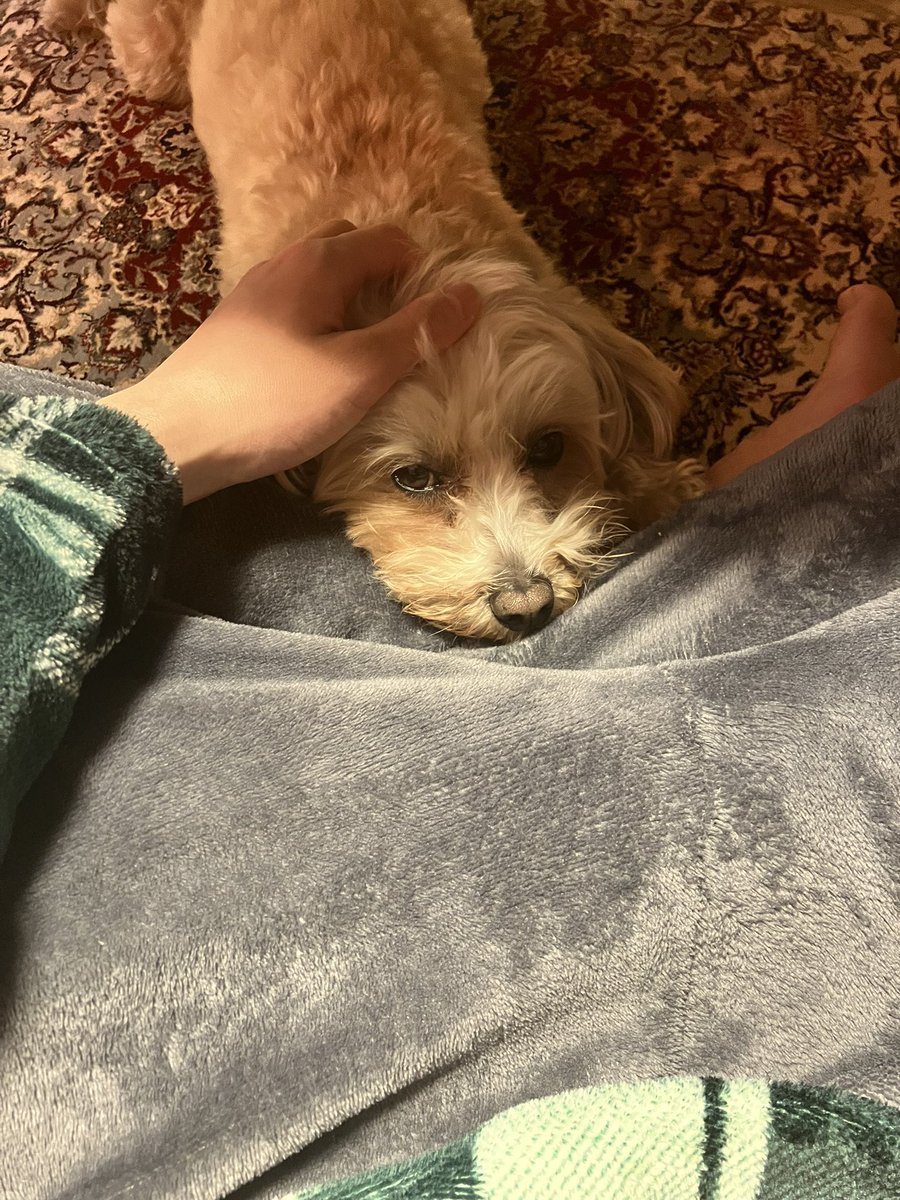 みらい@ポケカ tweet media