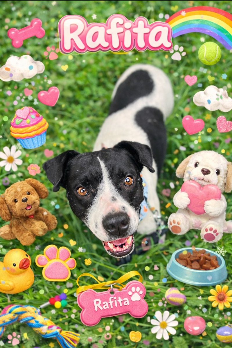 𝙷𝚎𝚕𝚊 𝙼𝚘𝚛𝚎 🐶 tweet media