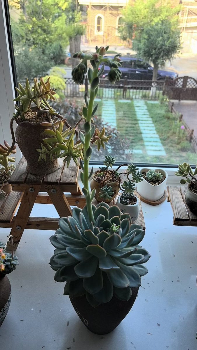 Liddy Orologio tweet media