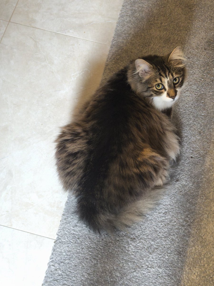 Kozmonot Niyazi 🐾 tweet media