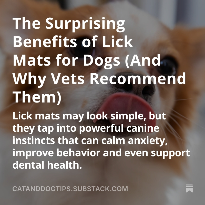 CatsAndDogsTips's tweet image. Understanding why dogs lick their paws can help you catch health problems early, reduce discomfort, and prevent long-term skin damage #Dogs #Doglovers #DogHealth medium.com/@CatsAndDogsTi…