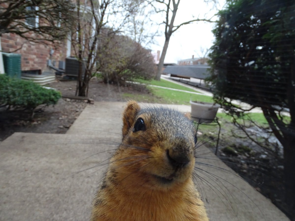 VeganSquirrelMan tweet media