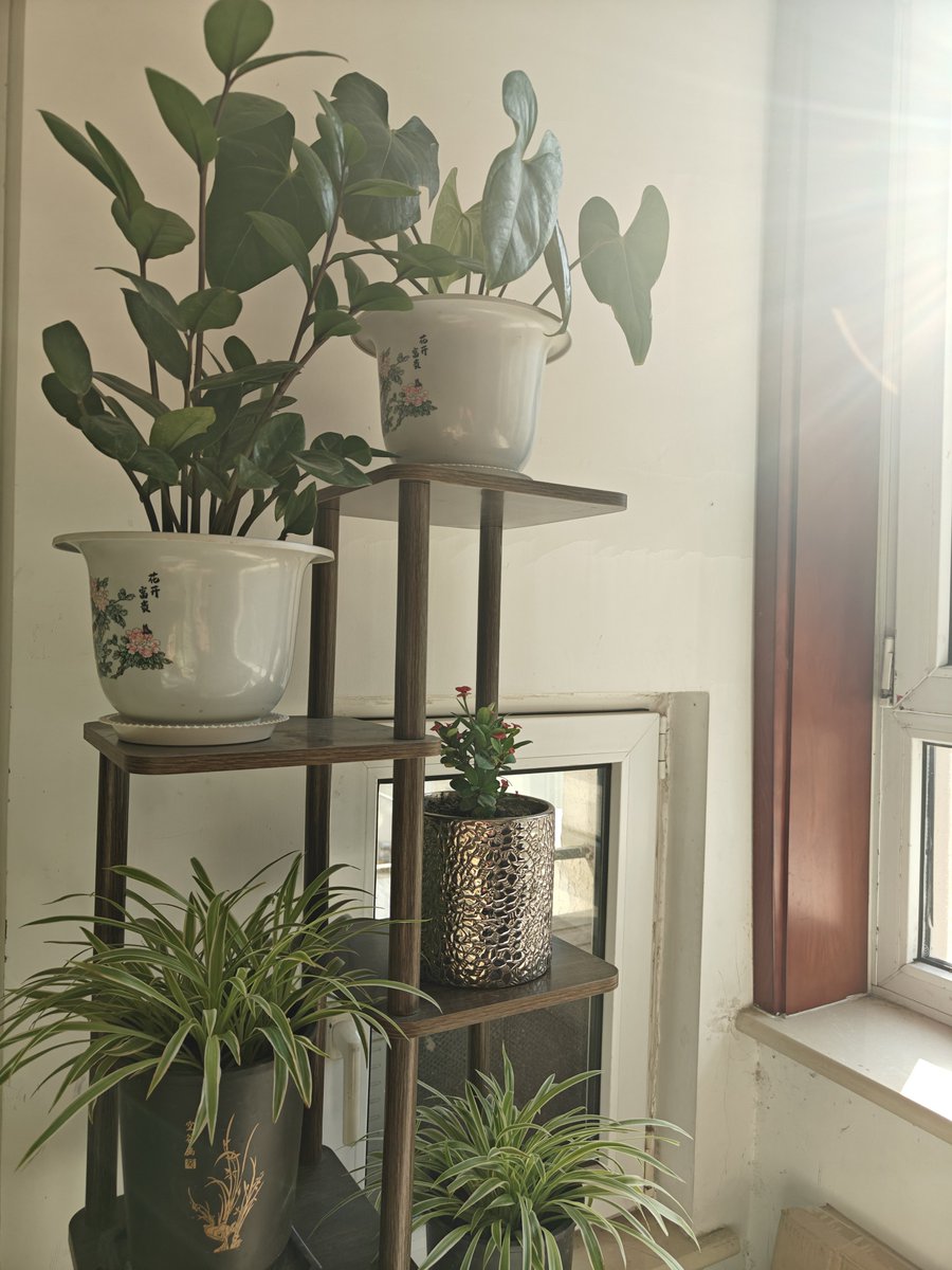 Alessandra Machado tweet media