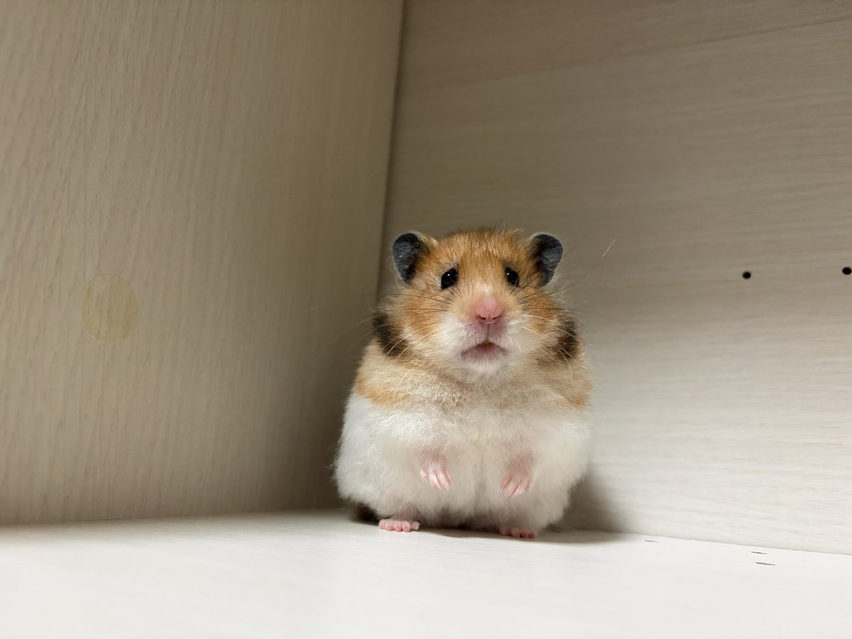 ちくわとムースの飼い主🐹🌷 tweet media