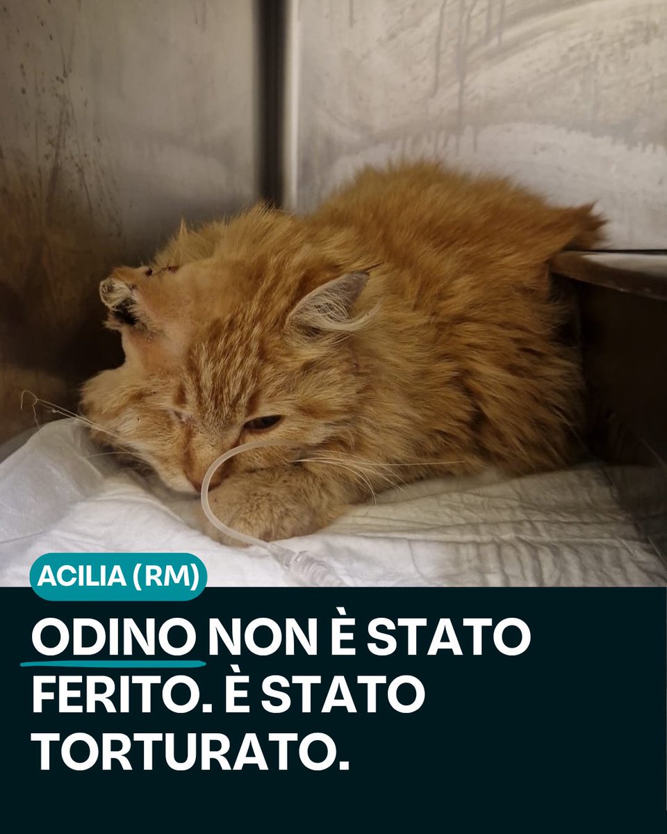 LNDC Animal Protection tweet media