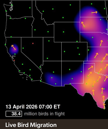 CountyAgAgent's tweet photo. Birds migrating through North Dakota is on and just ramping up.  Do NOT go near any birds in distress or dead. Around LaMoure County I see a lot of snow goose down. Report any sightings to ND Game &amp; Fish at https://t.co/8Wt0h2LVpW. https://t.co/jNU39cuVBq