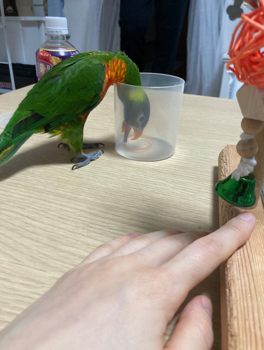 ゴシキセイガイインコのクーピー tweet media