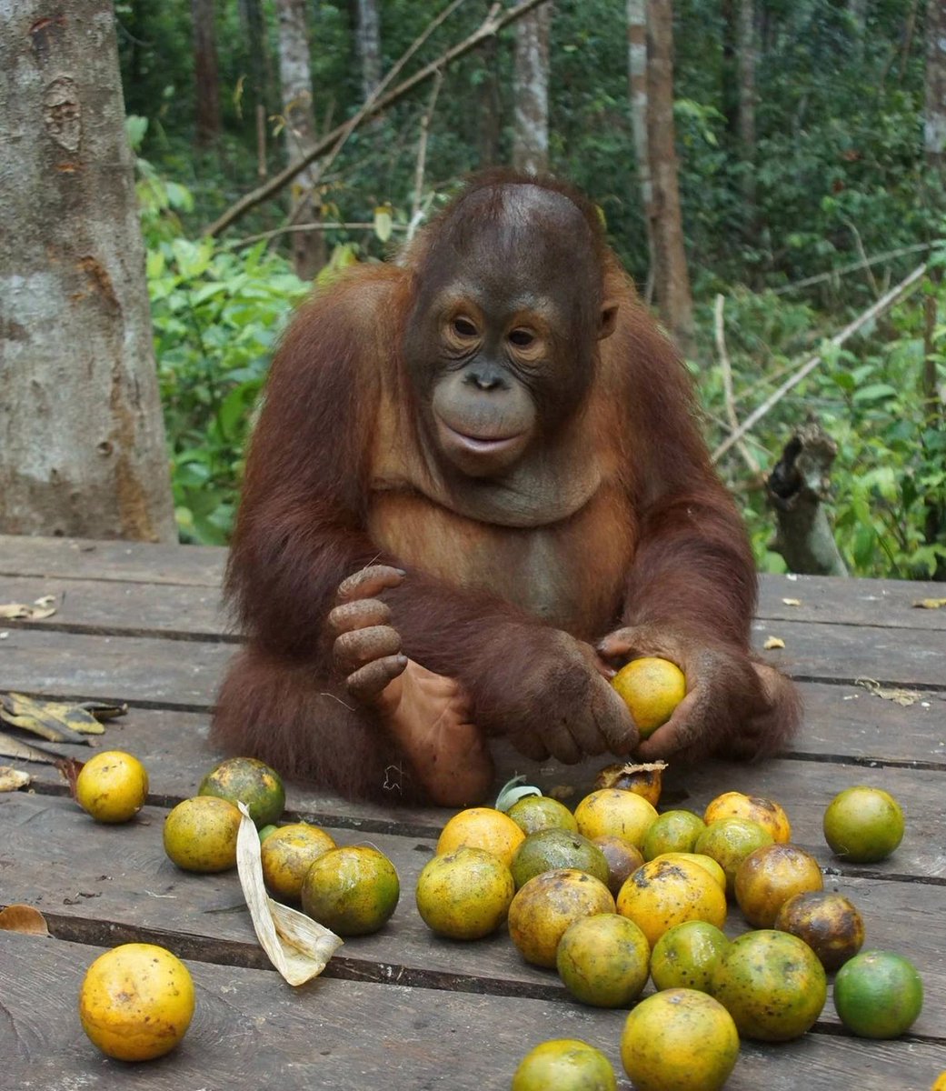 Apetimus Primate tweet media