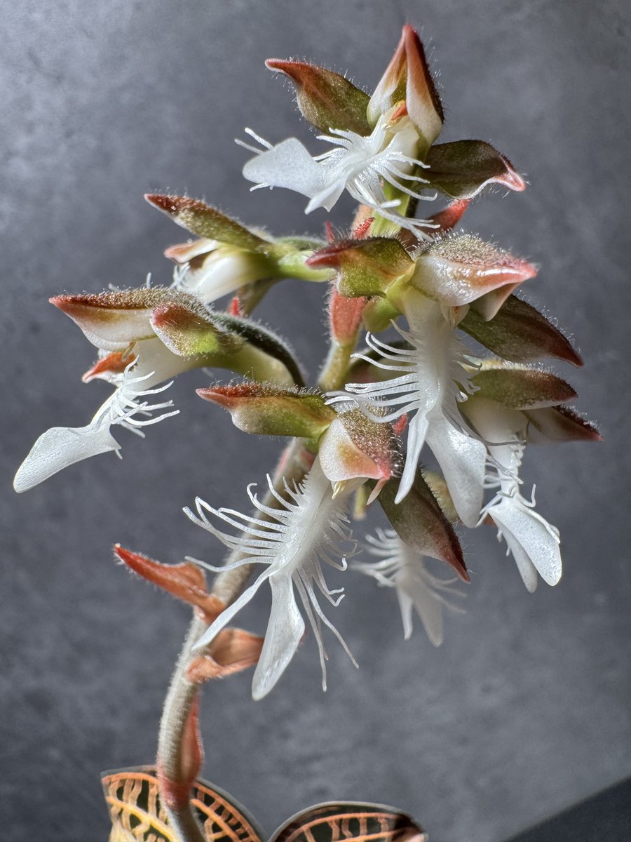 はとむねアクア tweet media