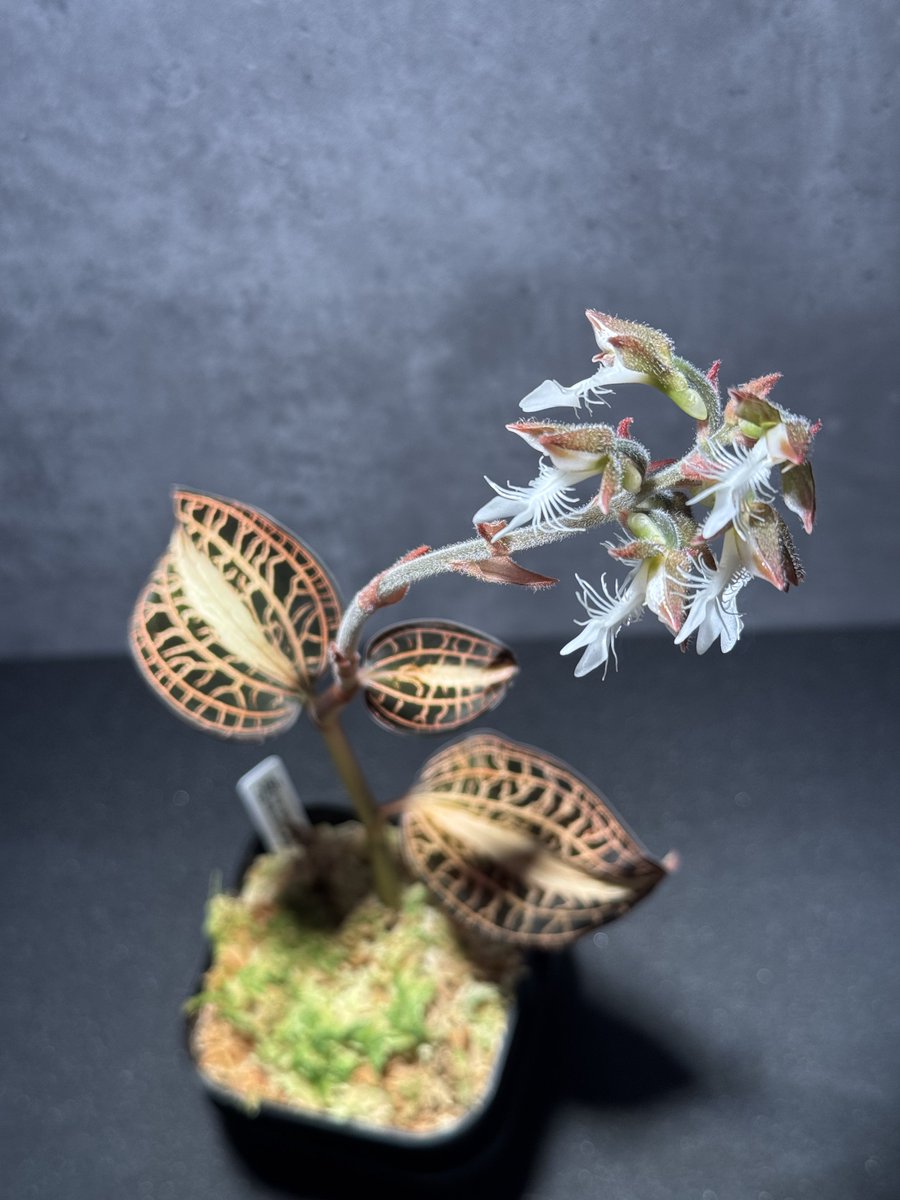 はとむねアクア tweet media