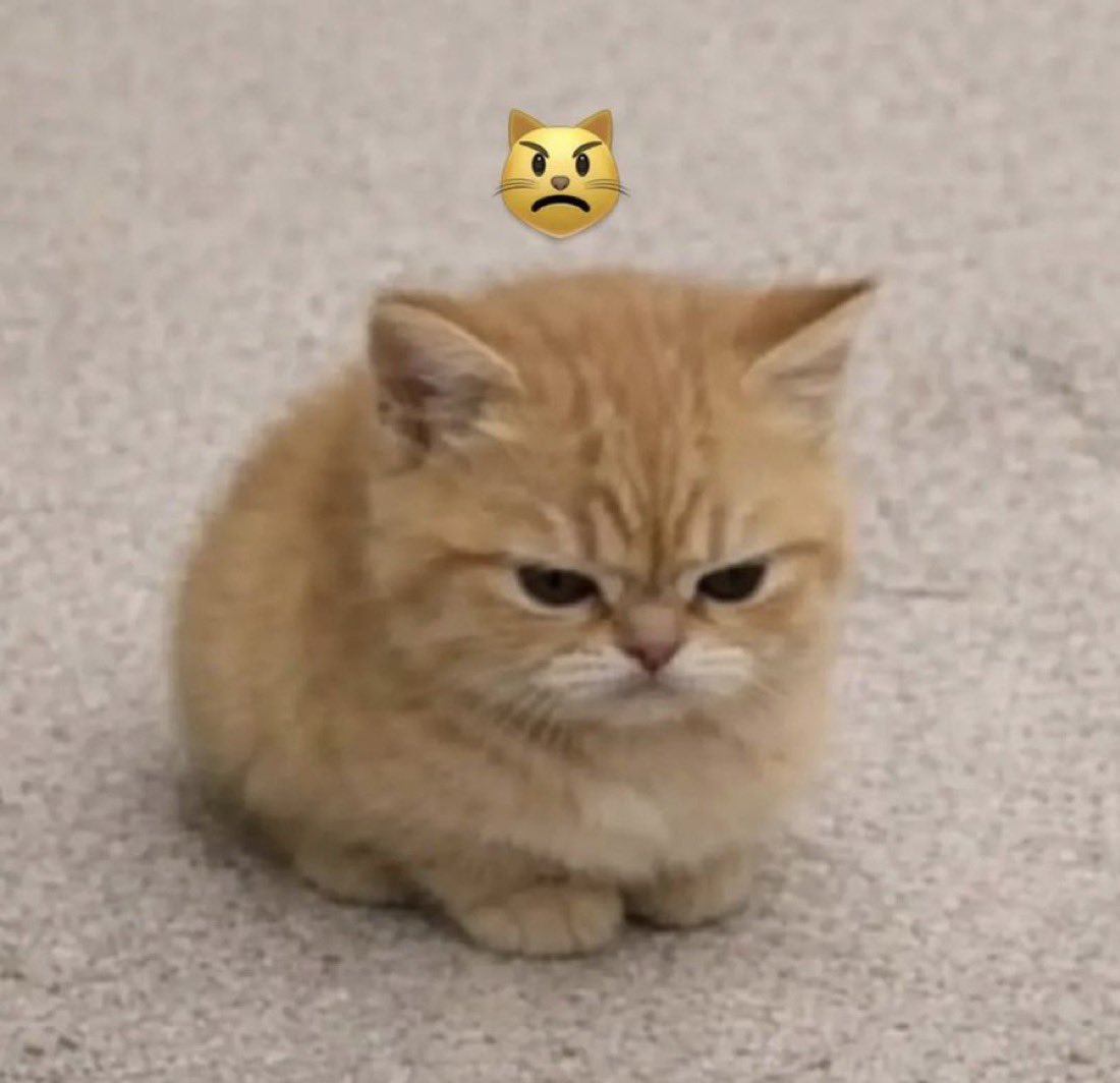 𝙗𝙣❤︎พี่พง🐈‍⬛•° tweet media