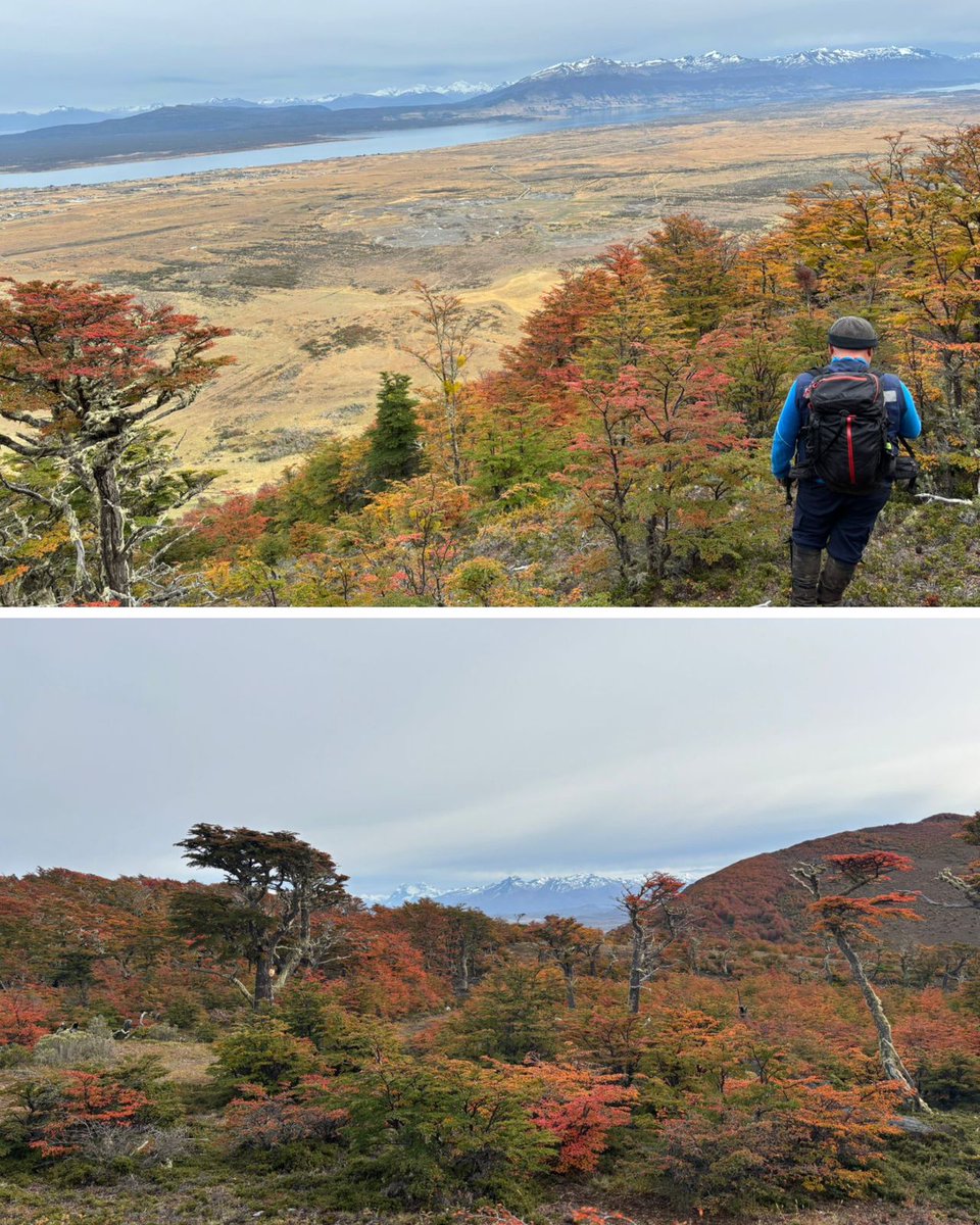 Instituto Forestal tweet media