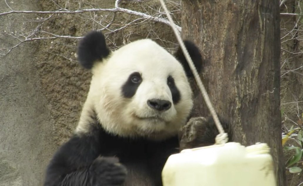 さとう tweet media